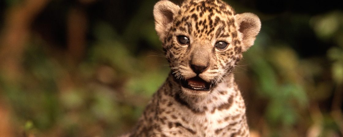 baby jacksonville jaguars