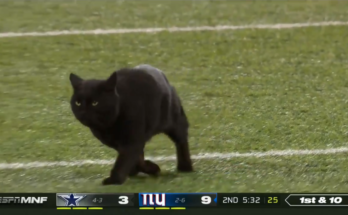 New York Giants Monday Night Football Cat`