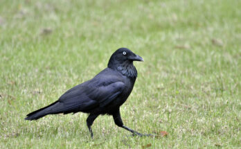 baltimore ravens running back sleeper